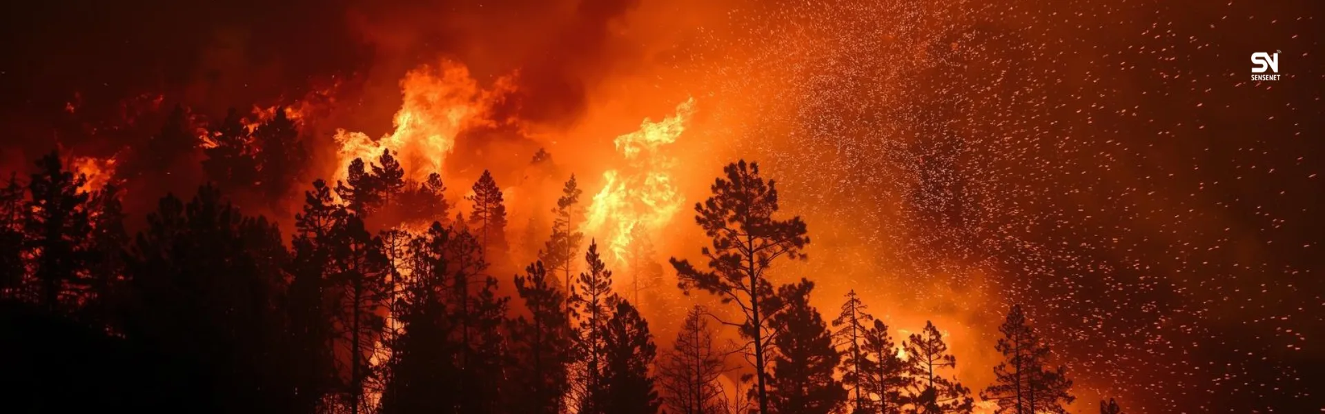Predicting Forest Fires