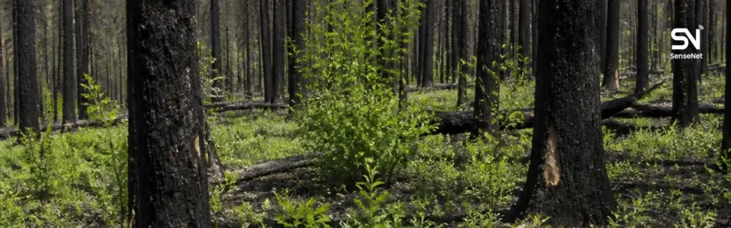Forest Restoration After Wildfire