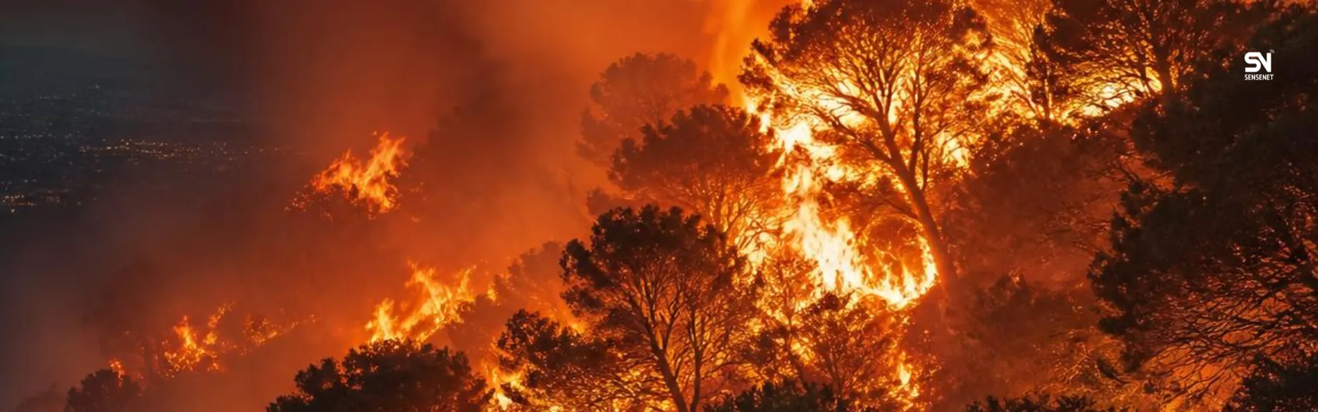 Wildfire Resilience in Mediterranean Forests