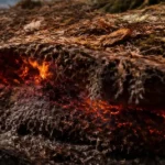 Duff Layer Wildfires